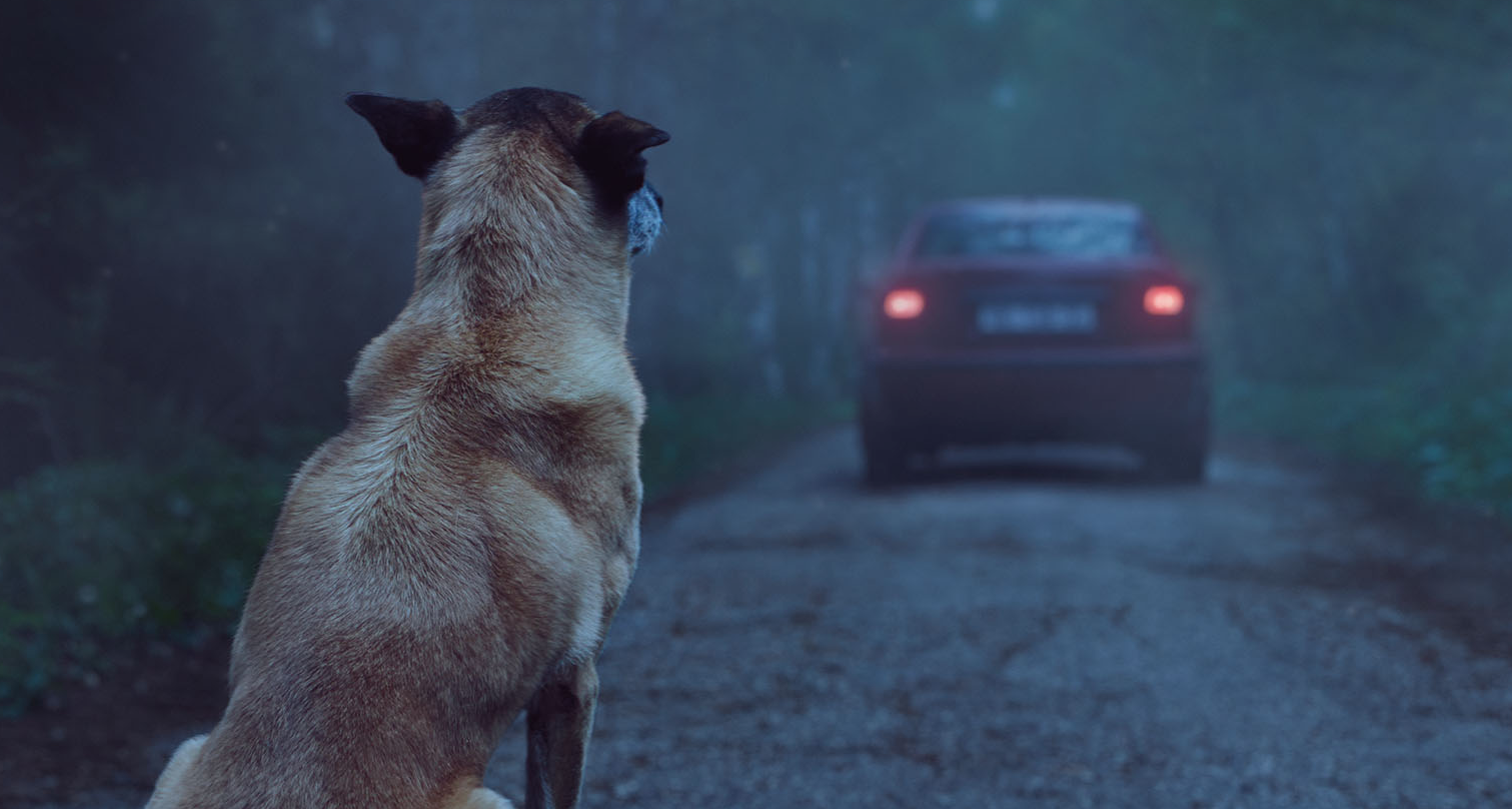 Perro abandonado