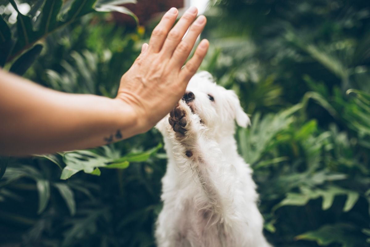 Recaudación para animales