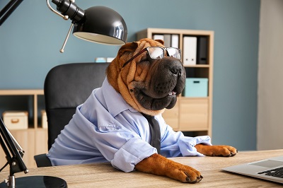 Perro en la oficina